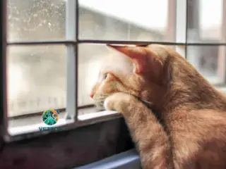 Seu Gato está se sentindo solitário