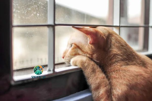 Seu Gato está se sentindo solitário