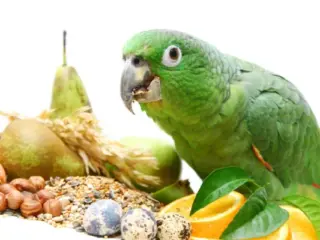 Alimentos proibidos para papagaios