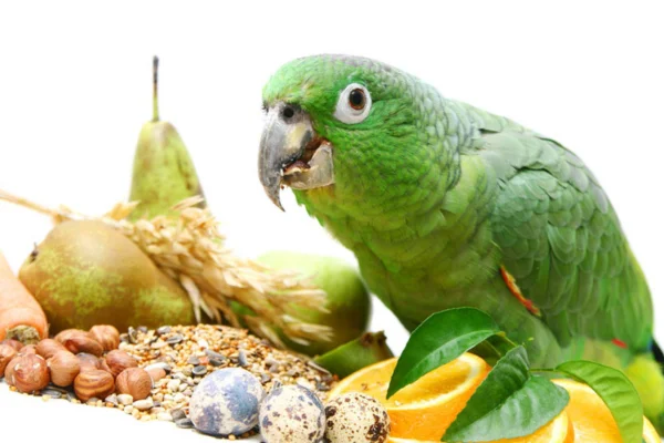Alimentos proibidos para papagaios