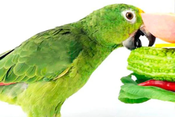 Alimentos proibidos para papagaios 2vettop% Alimentos proibidos para papagaios