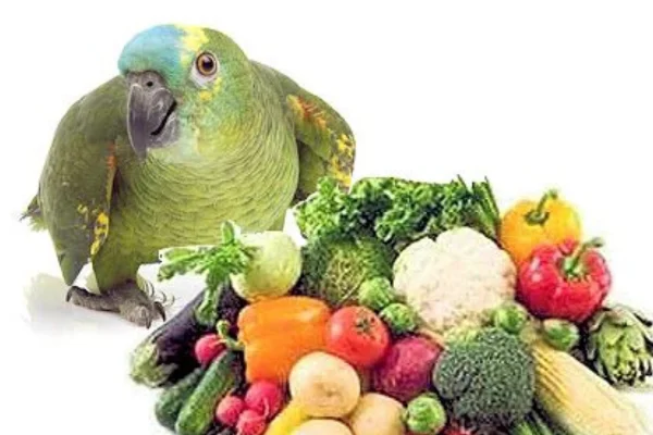 Alimentos proibidos para papagaios 1vettop% Alimentos proibidos para papagaios