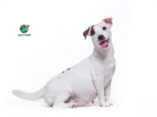 Barriga da Cadela