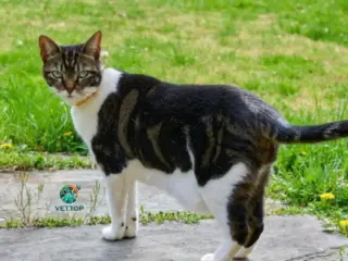 Bolsa Primordial em Gatos