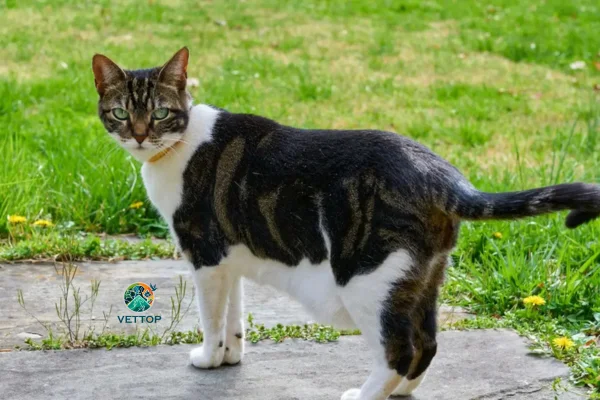 Bolsa Primordial em Gatos
