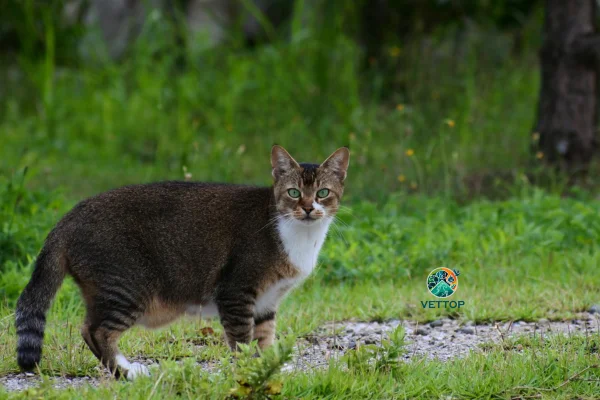 Bolsa Primordial em Gatos 2vettop% Bolsa Primordial em Gatos