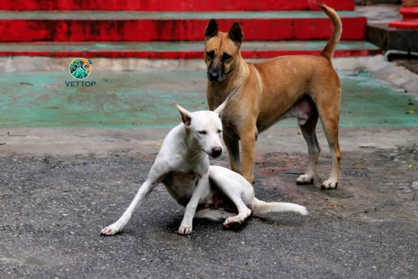 Cachorro Castrado Pode Engravidar Cadela? 1vettop% Cachorro Castrado Pode Engravidar Cadela?
