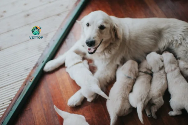 Cachorro Castrado Pode Engravidar Cadela? 2vettop% Cachorro Castrado Pode Engravidar Cadela?