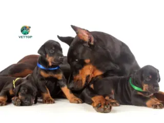 Cachorro Castrado Pode Engravidar Cadela?