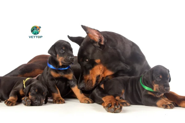 Cachorro Castrado Pode Engravidar Cadela?