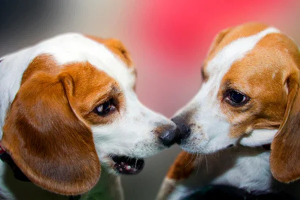 Cachorro no cio: sintomas e duração 2vettop% Cachorro no cio: sintomas e duração