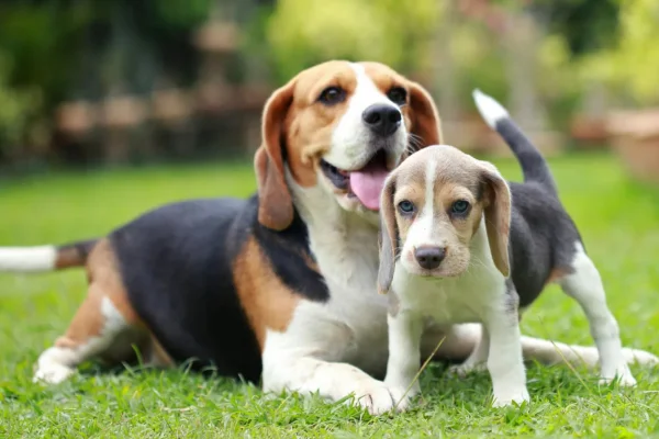 Cachorro no cio: sintomas e duração 1vettop% Cachorro no cio: sintomas e duração