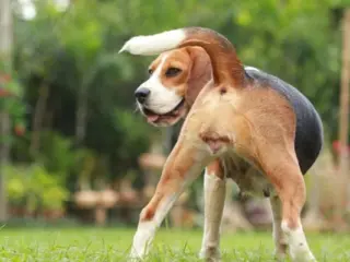 Cachorro no cio: sintomas e duração