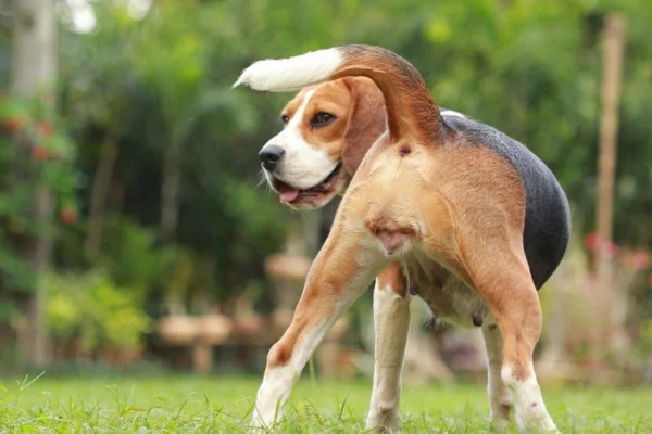 Cachorro no cio: sintomas e duração