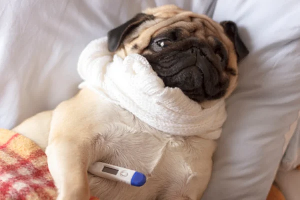 Cachorro pega gripe de humano? 1vettop% Cachorro pega gripe de humano?