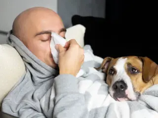 Cachorro pega gripe de humano?