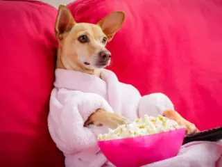 Cachorro pode comer pipoca (1)