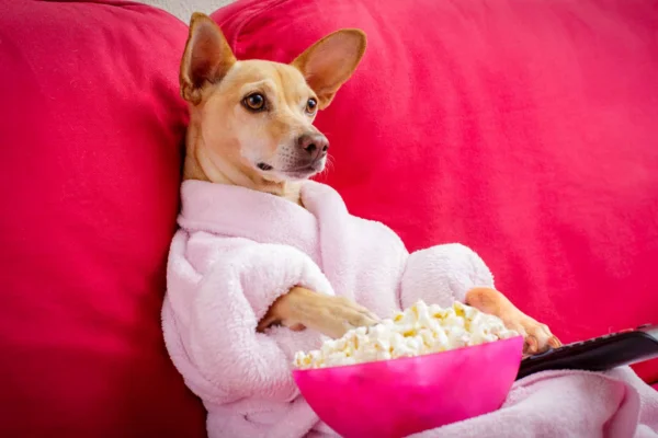 Cachorro pode comer pipoca?