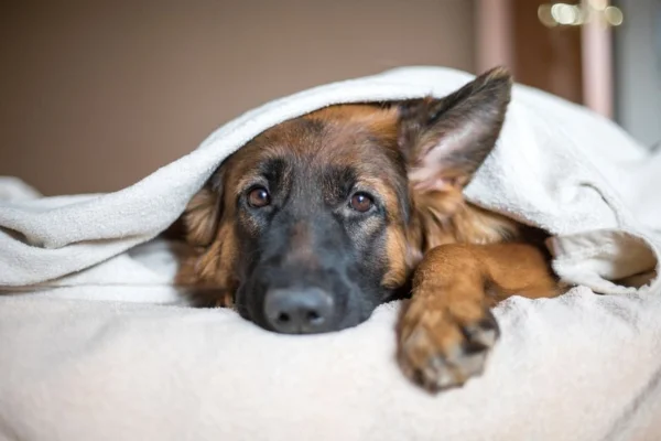 Catnip para cachorros: Descubra seus usos 1vettop% Catnip para cachorros: Descubra seus usos