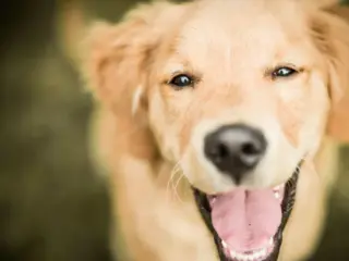 Catnip para cachorros: Descubra seus usos