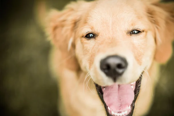 Catnip para cachorros: Descubra seus usos
