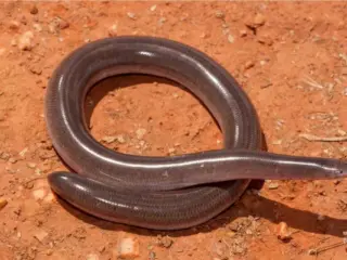 Cobra-cega tem veneno?