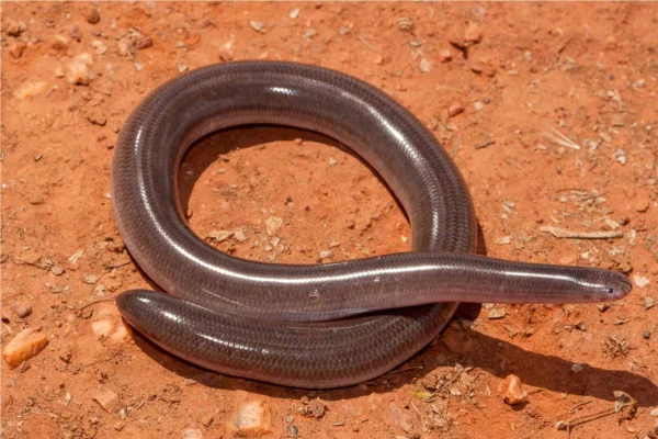 Cobra-cega tem veneno?