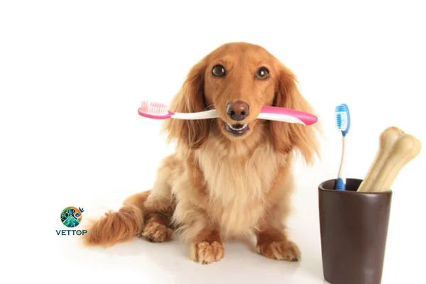 Como Melhorar o Hálito do Cachorro 2vettop% Como Melhorar o Hálito do Cachorro