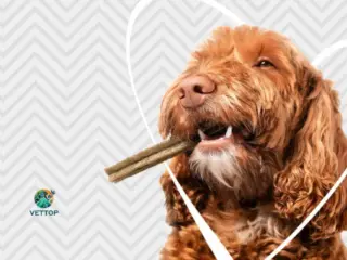 Como Melhorar o Hálito do Cachorro