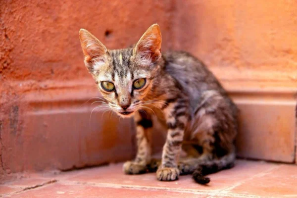 Como ajudar um gato magro a ganhar peso 1vettop% Como ajudar um gato magro a ganhar peso