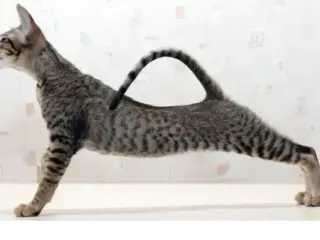 Como ajudar um gato magro a ganhar peso