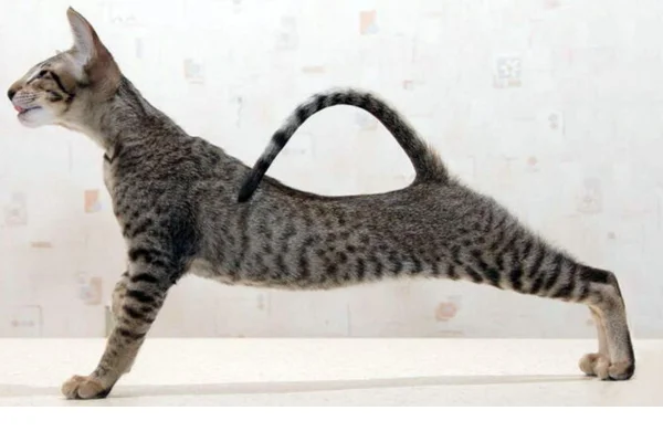 Como ajudar um gato magro a ganhar peso