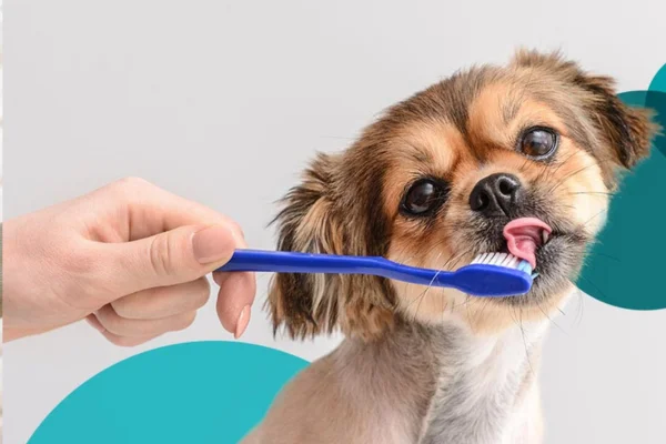 Como escovar os destes do meu cachorro 1vettop% Como escovar os destes do meu cachorro (1)