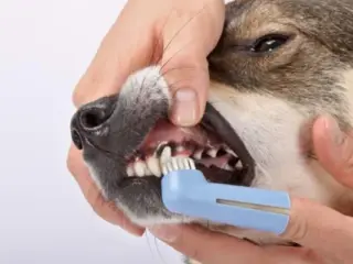 Como escovar os destes do meu cachorro