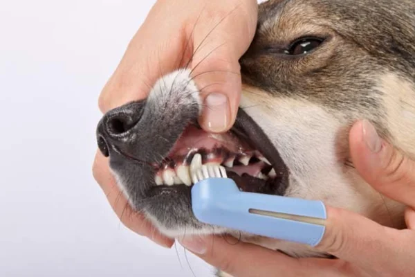 Como escovar os destes do meu cachorro