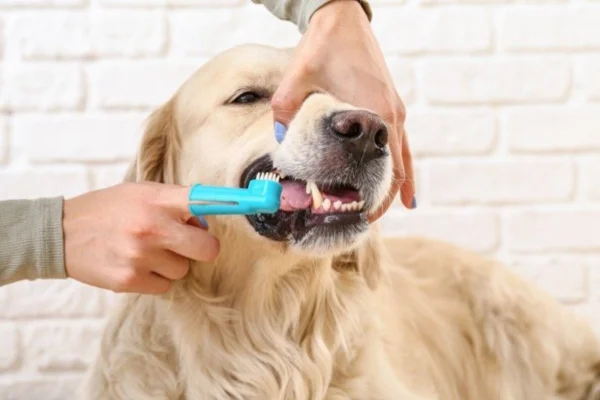Como escovar os destes do meu cachorro 2vettop% Como escovar os destes do meu cachorro (1)