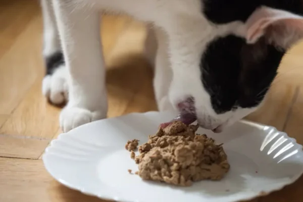 Como preparar sachê caseiro para gatos 1vettop% Como preparar sachê caseiro para gatos