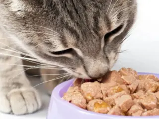Como preparar sachê caseiro para gatos