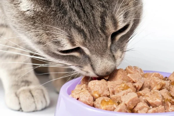 Como preparar sachê caseiro para gatos