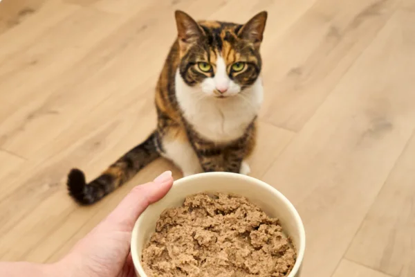 Como preparar sachê caseiro para gatos 2vettop% Como preparar sachê caseiro para gatos