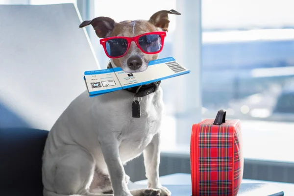 Como viajar com cachorro? 2vettop% Como viajar com cachorro?