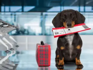 Como viajar com cachorro?