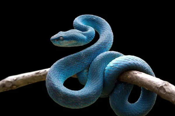 Curiosidades sobre as cobras 1vettop% Curiosidades sobre as cobras