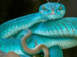 Curiosidades sobre as cobras