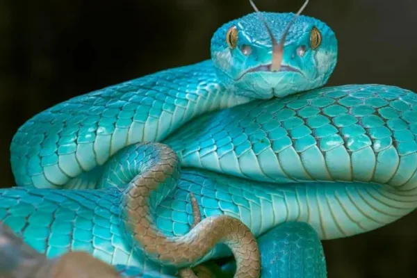 Curiosidades sobre as cobras