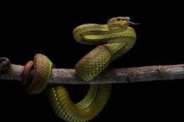 Curiosidades sobre as cobras 2vettop% Curiosidades sobre as cobras
