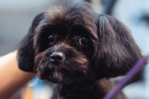 Meu cachorro ficou estranho depois da tosa 1vettop% Depois da tosa meu cachorro ficou estranho