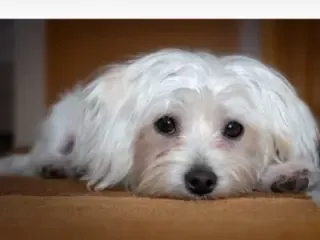 Depois da tosa meu cachorro ficou estranho