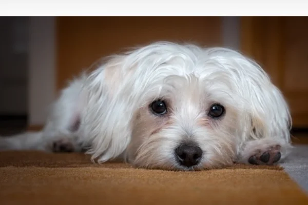 Depois da tosa meu cachorro ficou estranho