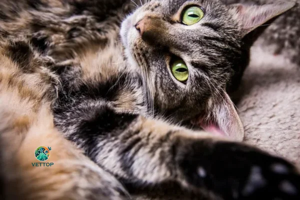 Em quanto tempo o gato entra no cio? 1vettop% Em quanto tempo o gato entra no cio?